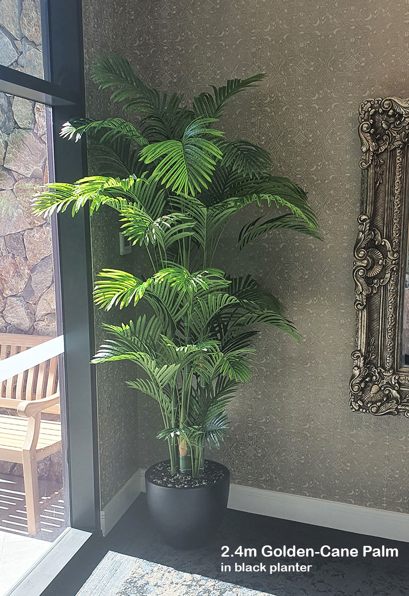 Golden Cane Palm 2.1m