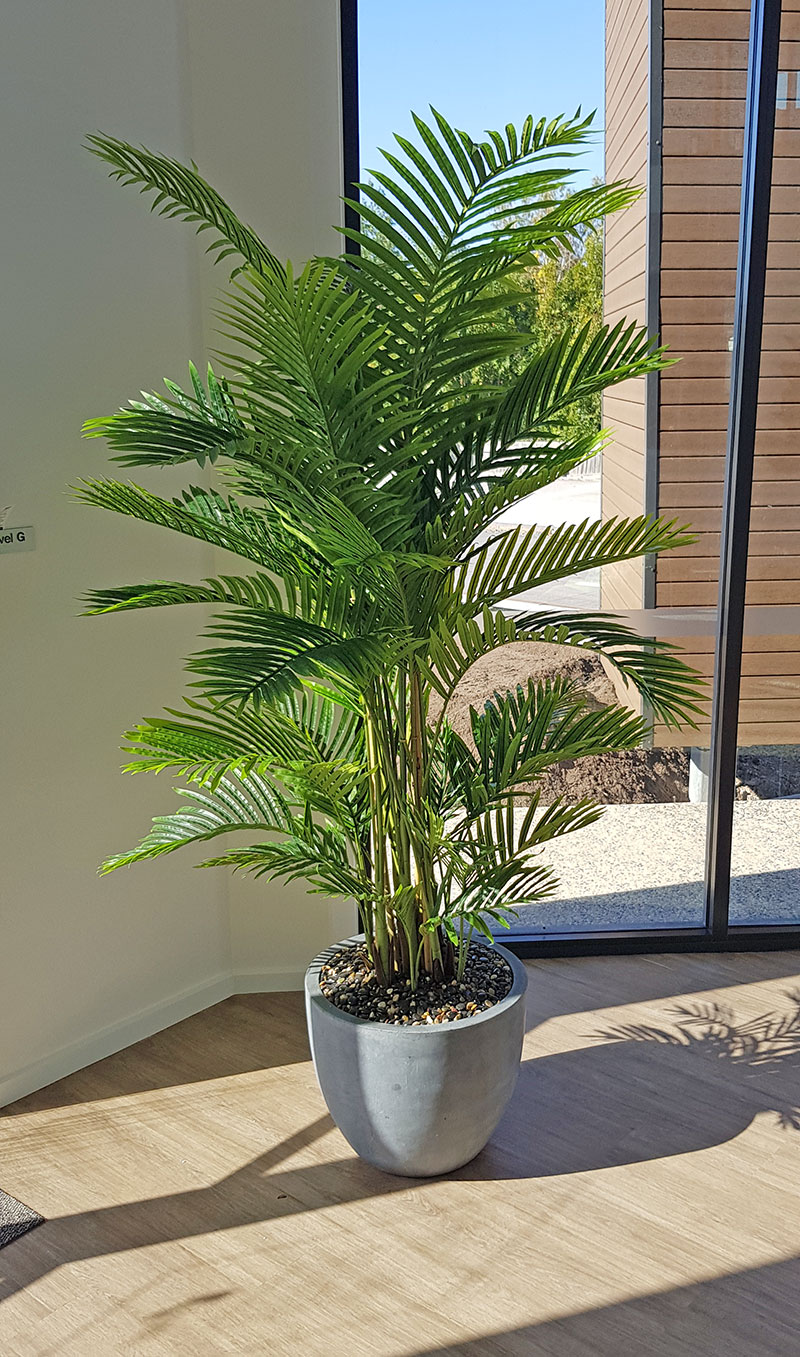 Golden Cane Palm 1.8m