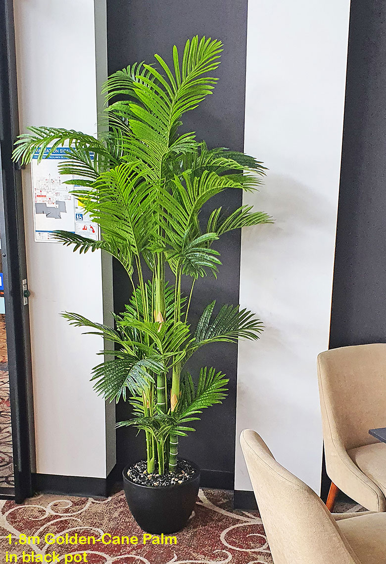 Golden Cane Palm 1.8m