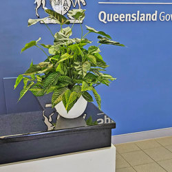 Greenery Bowls- Anthurium & Zebra mix - artificial plants, flowers & trees - image 1