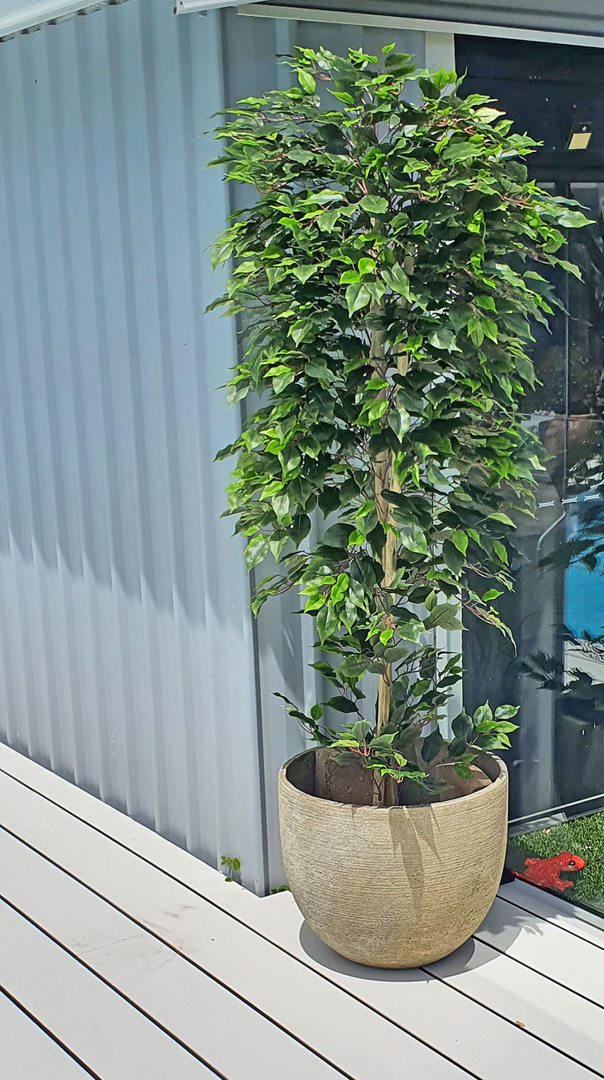 Weeping Ficus 1.8m UV-rated