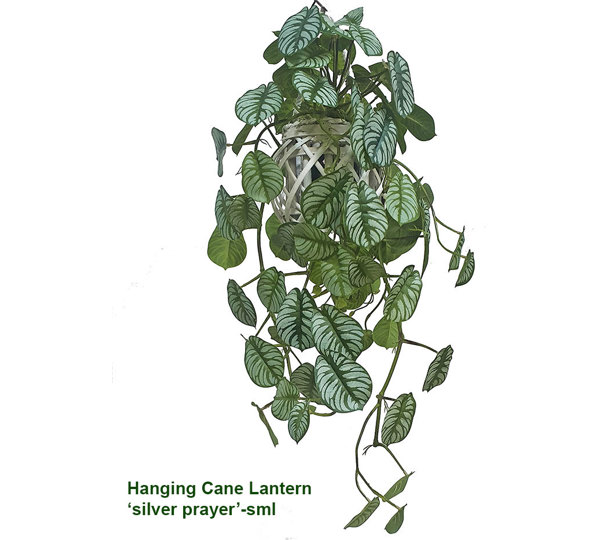 Hanging Cane Lantern- Silver Prayer Bush- sml