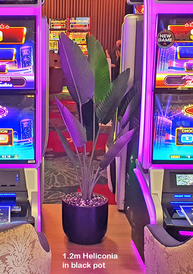 Heliconia Palms- 1.2m small