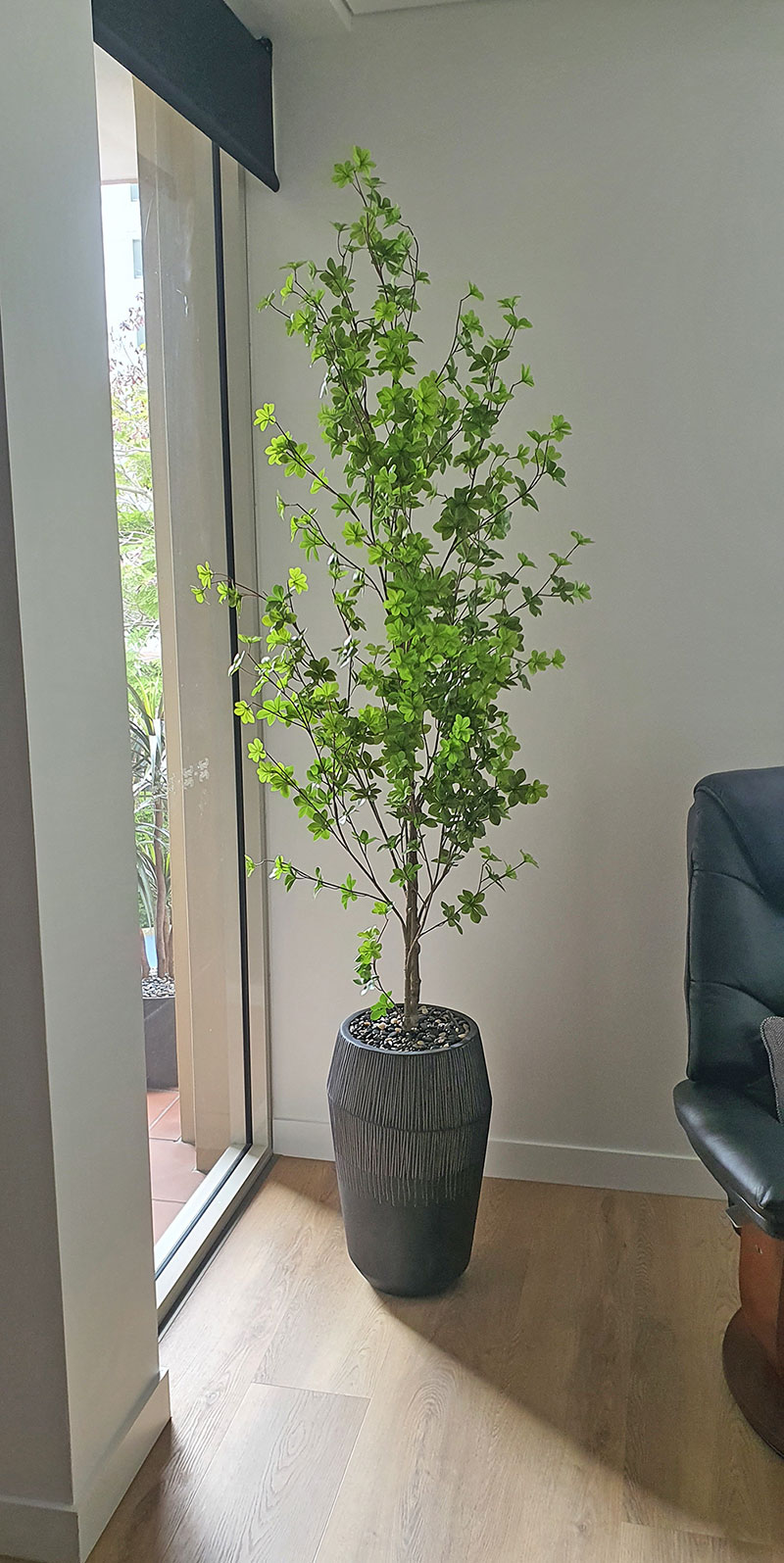 Japanese Azalea [enkianthus] 1.9m deluxe