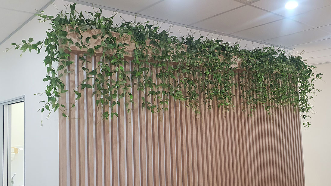 Trailing Clematis Plant