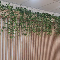 Trailing Clematis Plant - artificial plants, flowers & trees - image 4