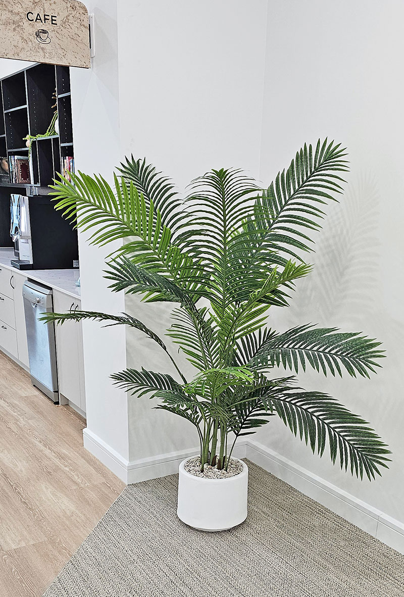 Kentia Palms 1.7m