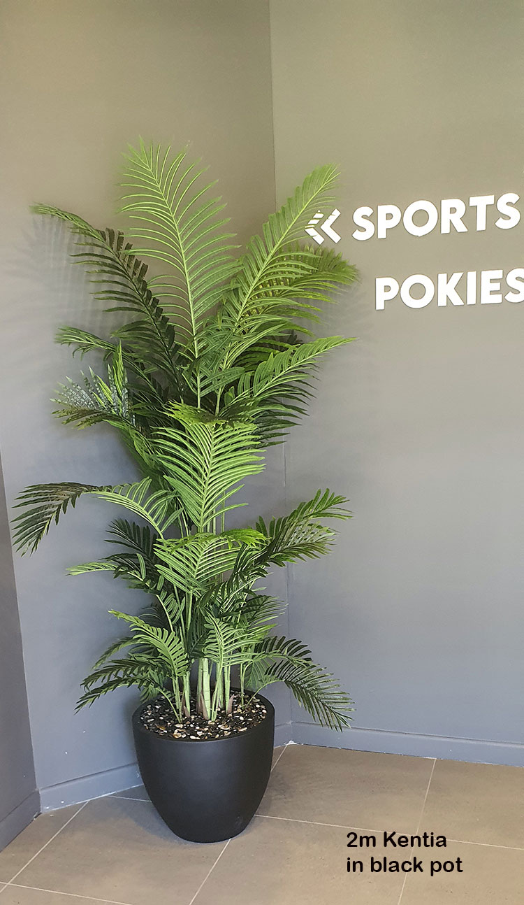 Kentia Palms 2m