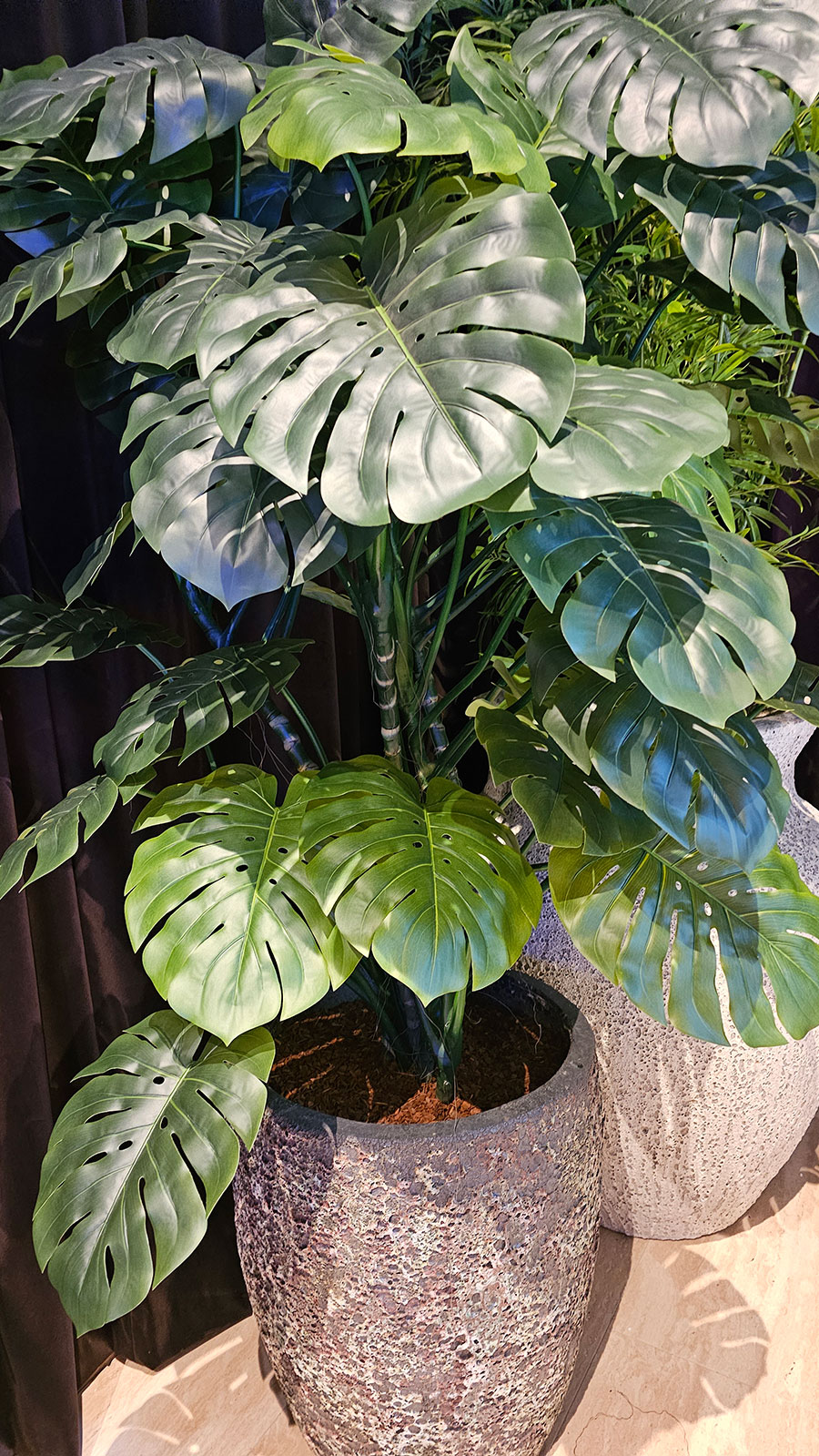 Swiss Cheese Plant [Monstera] 1.7m