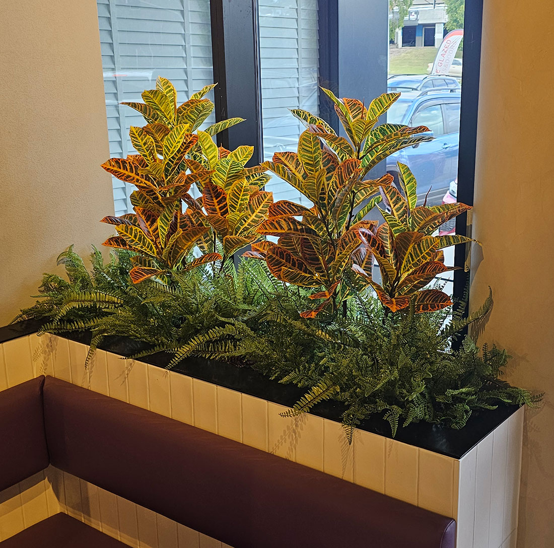Croton 1.5m