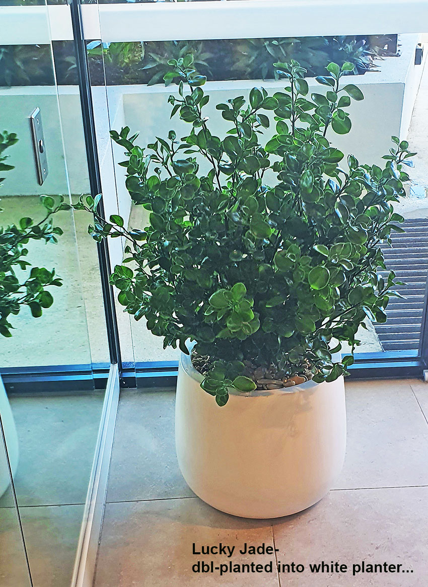 UV-Bush Lucky Jade 85cm dbl-planted