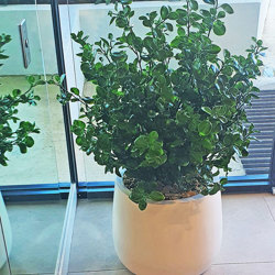 UV-Bush Lucky Jade 85cm dbl-planted - artificial plants, flowers & trees - image 2