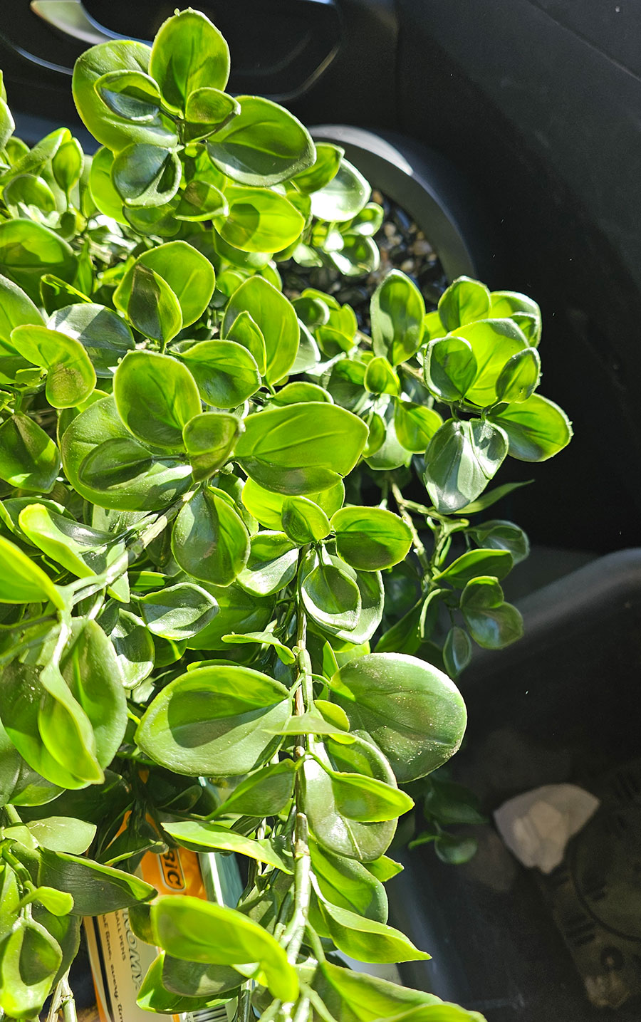 UV-Bush Lucky Jade 85cm dbl-planted