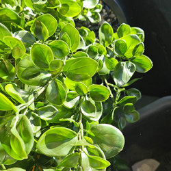 UV-Bush Lucky Jade 85cm dbl-planted - artificial plants, flowers & trees - image 8