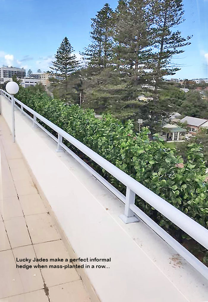 UV-Bush Lucky Jade 85cm dbl-planted