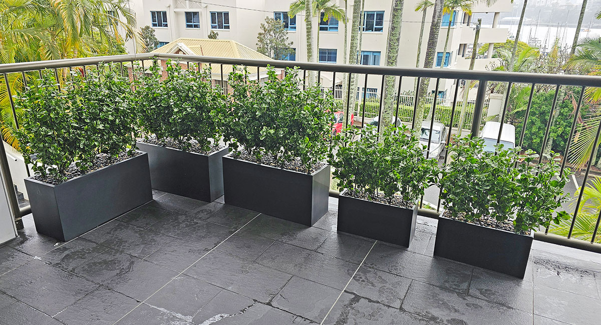 UV-Bush Lucky Jade 80cm