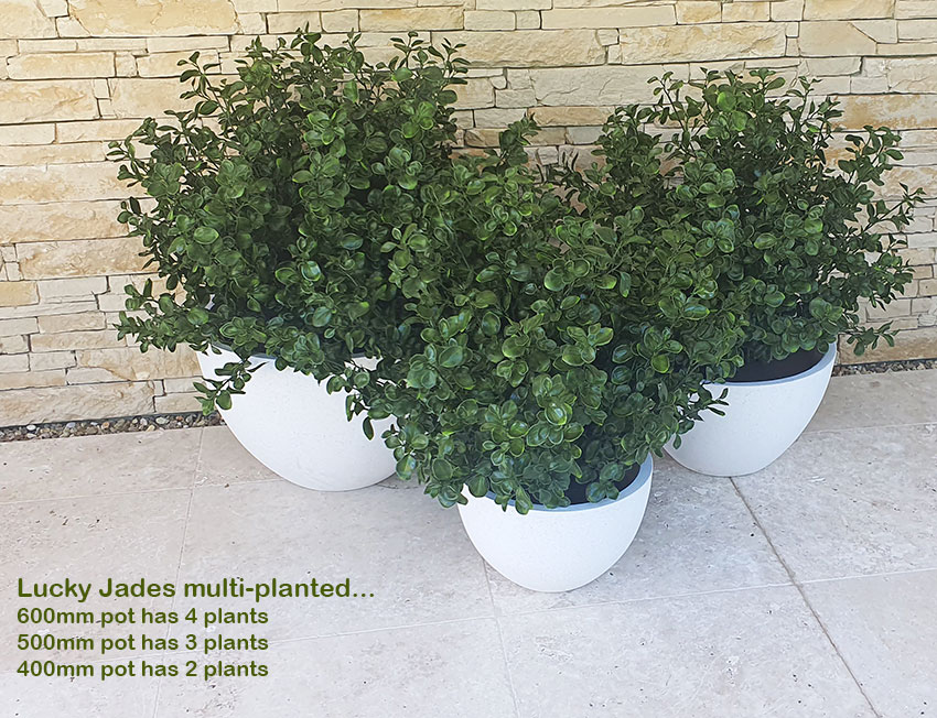 UV-Bush Lucky Jade 85cm dbl-planted