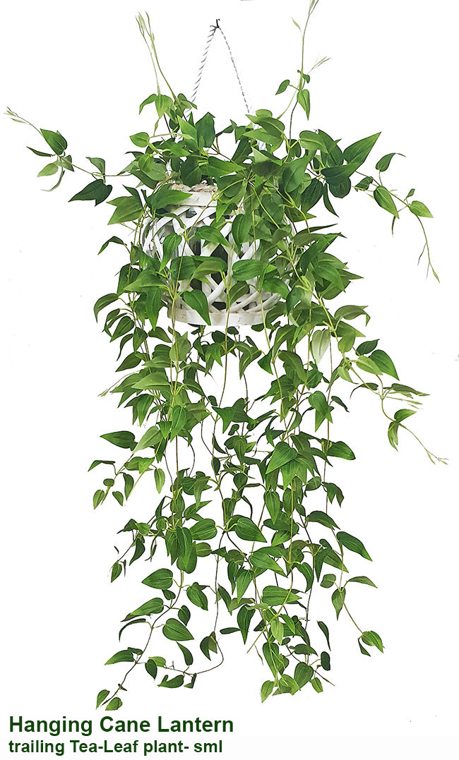 Hanging Cane Lantern- Monstera med