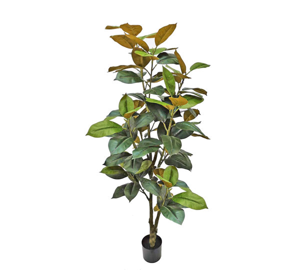 Magnolia 'little gem' 1.6m deluxe