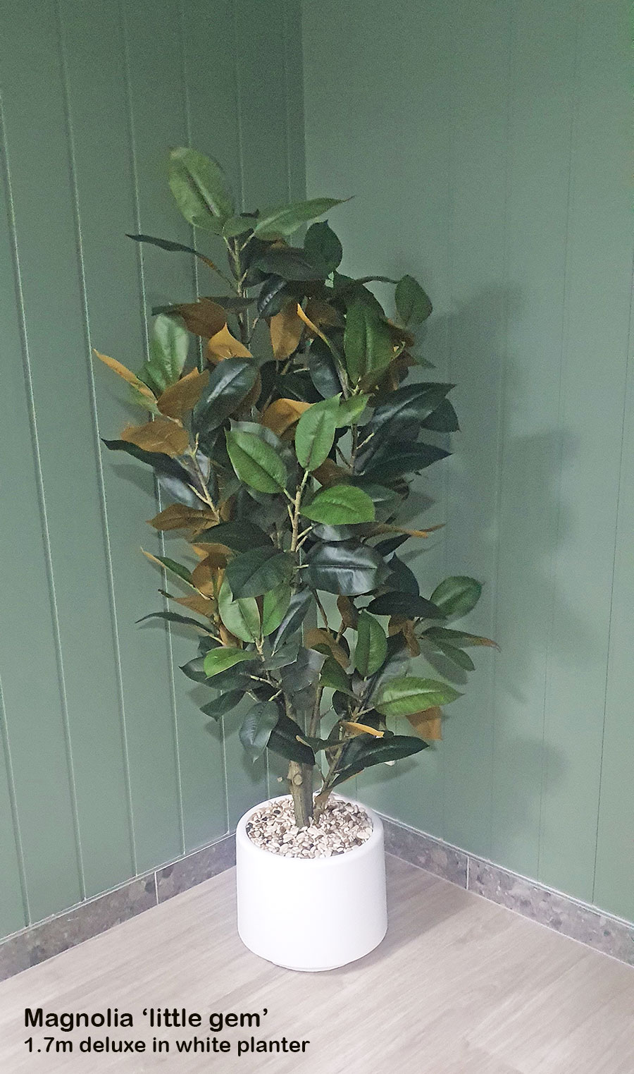 Magnolia  'little gem' 1.6m deluxe