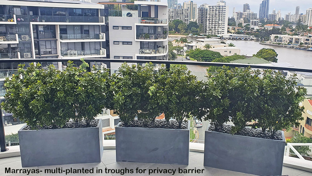 balcony privacy with low greenery trough planters