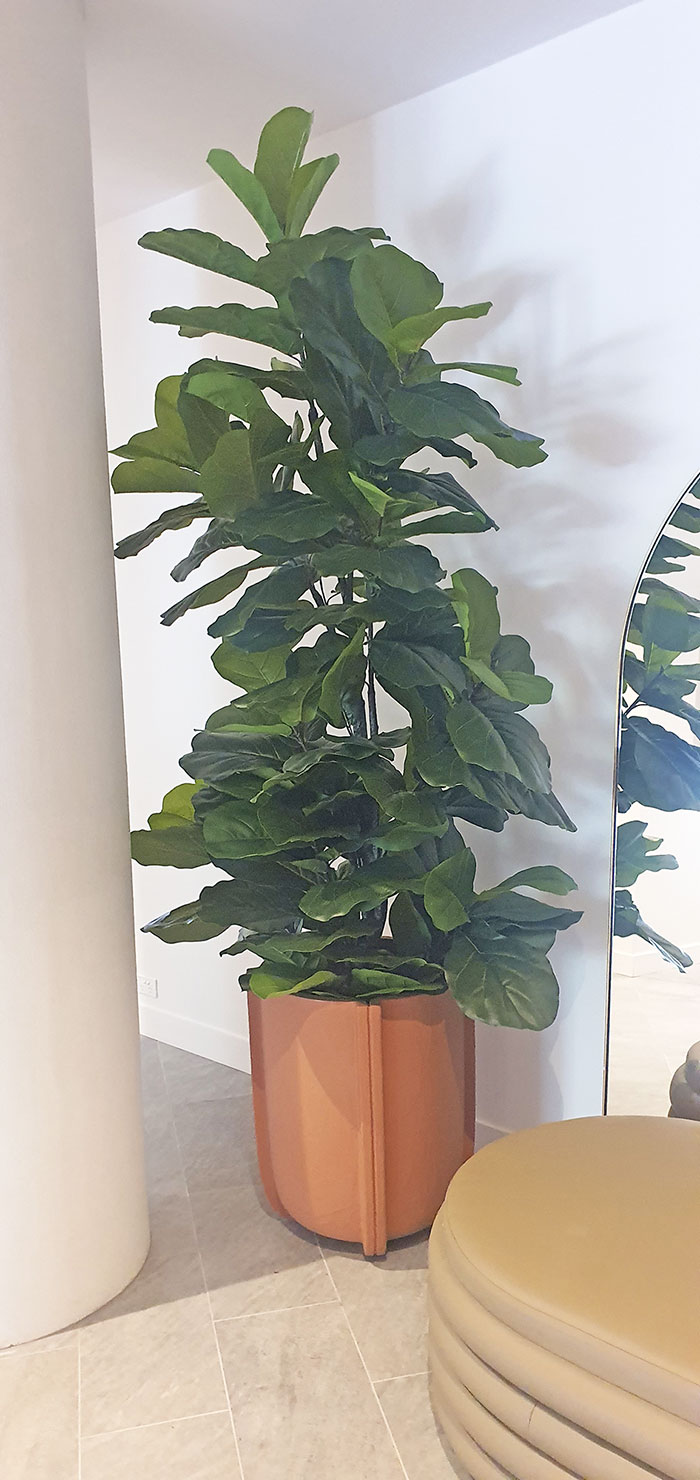 Fiddle-Leaf Ficus 'giant-leaf' 1.2m