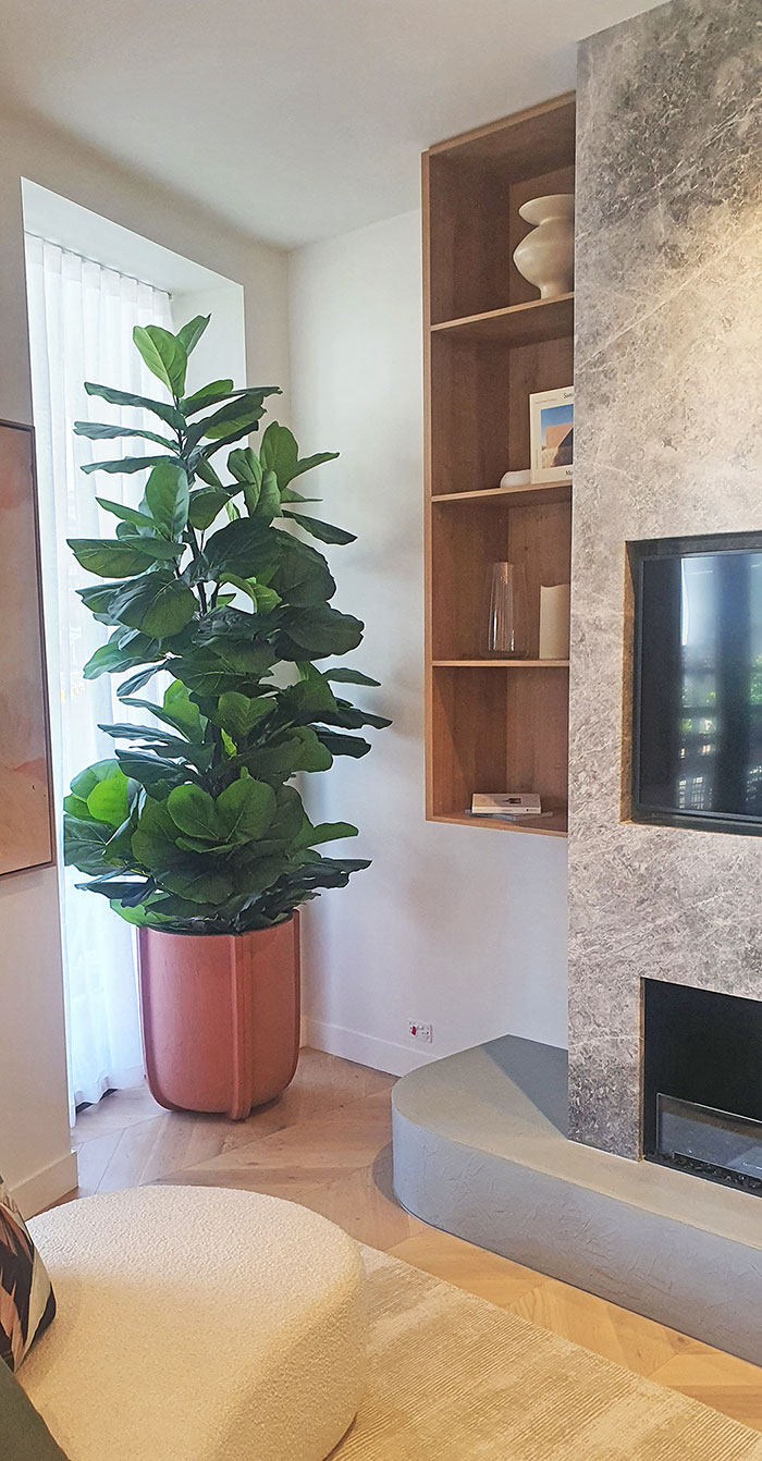 Fiddle-Leaf Ficus 'giant-leaf' 1.2m