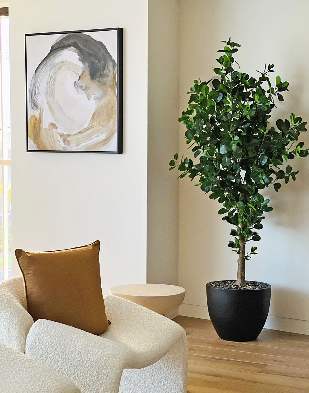 Moreton Bay Ficus 1.6m