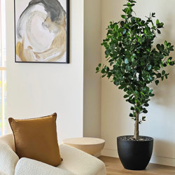 Moreton Bay Ficus 1.6m - artificial plants, flowers & trees - image 3