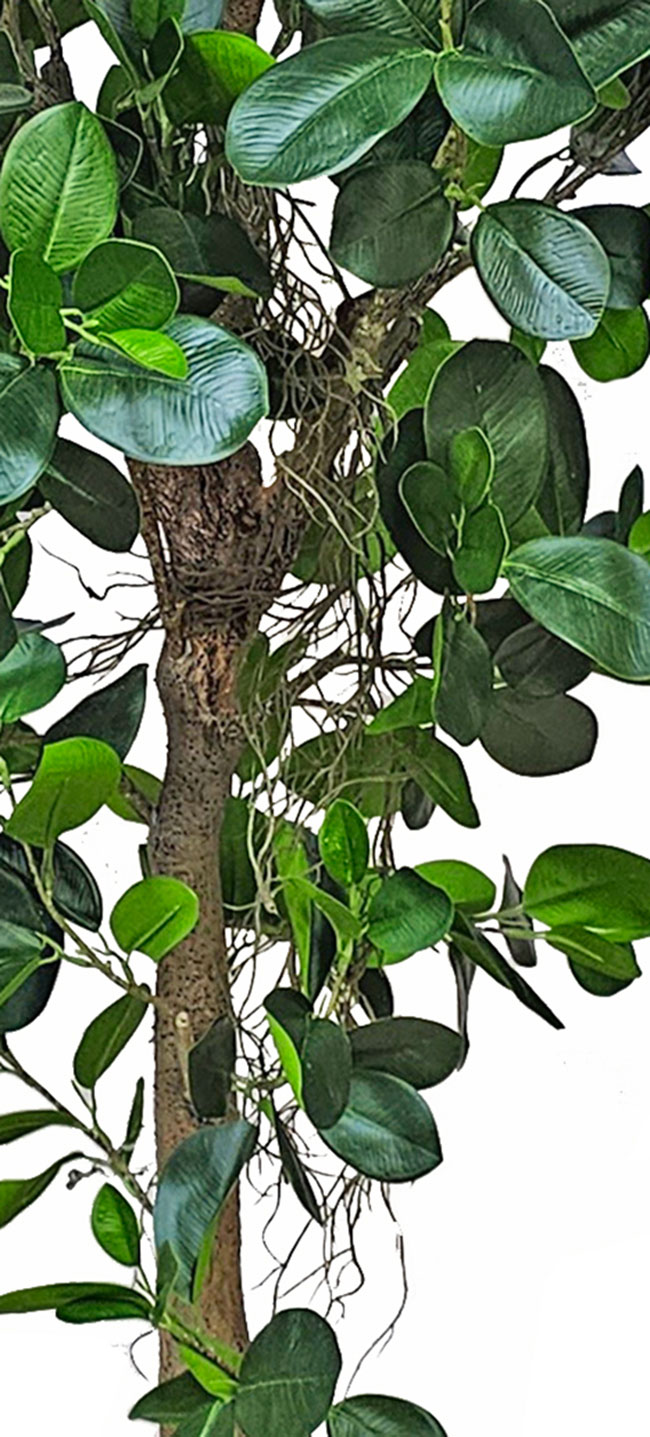 Moreton Bay Ficus 1.6m