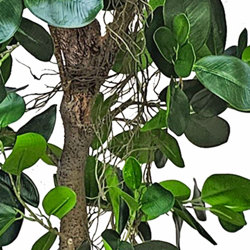 Moreton Bay Ficus 1.6m - artificial plants, flowers & trees - image 2