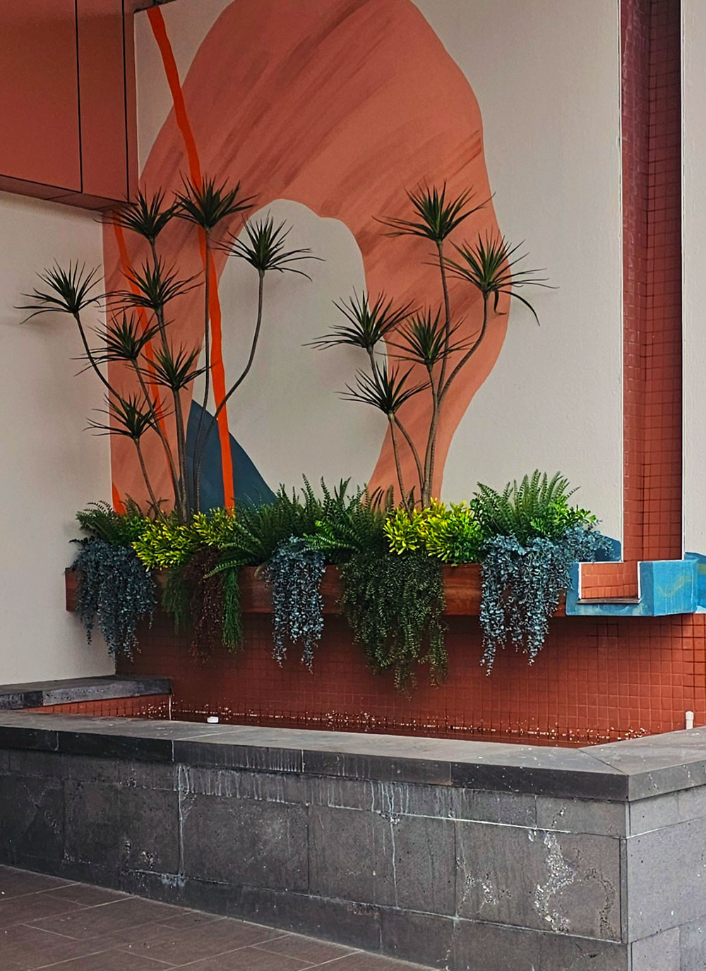 Dracaena Marginata Tree- 1.8m with 5 heads 