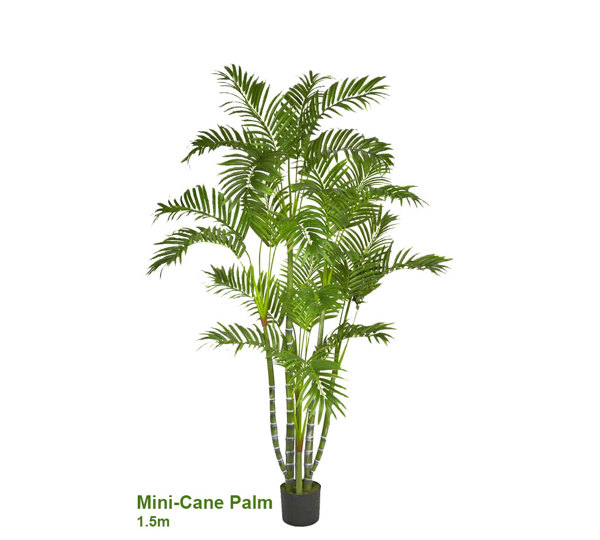 Mini-Cane Palm 1.5m