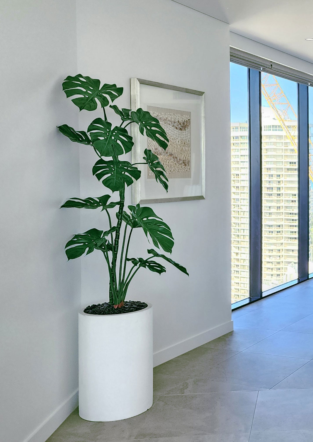 Monstera 'giant leaf' 1.6m