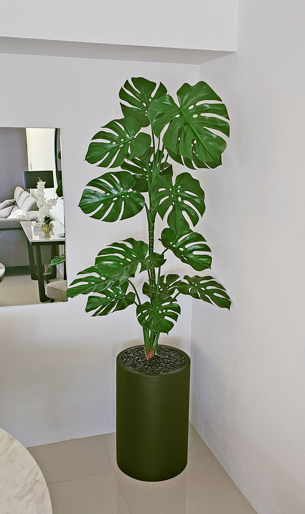 Monstera 'giant leaf' 1.6m