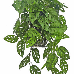 Hanging Cane Lantern- Monstera med - artificial plants, flowers & trees - image 7
