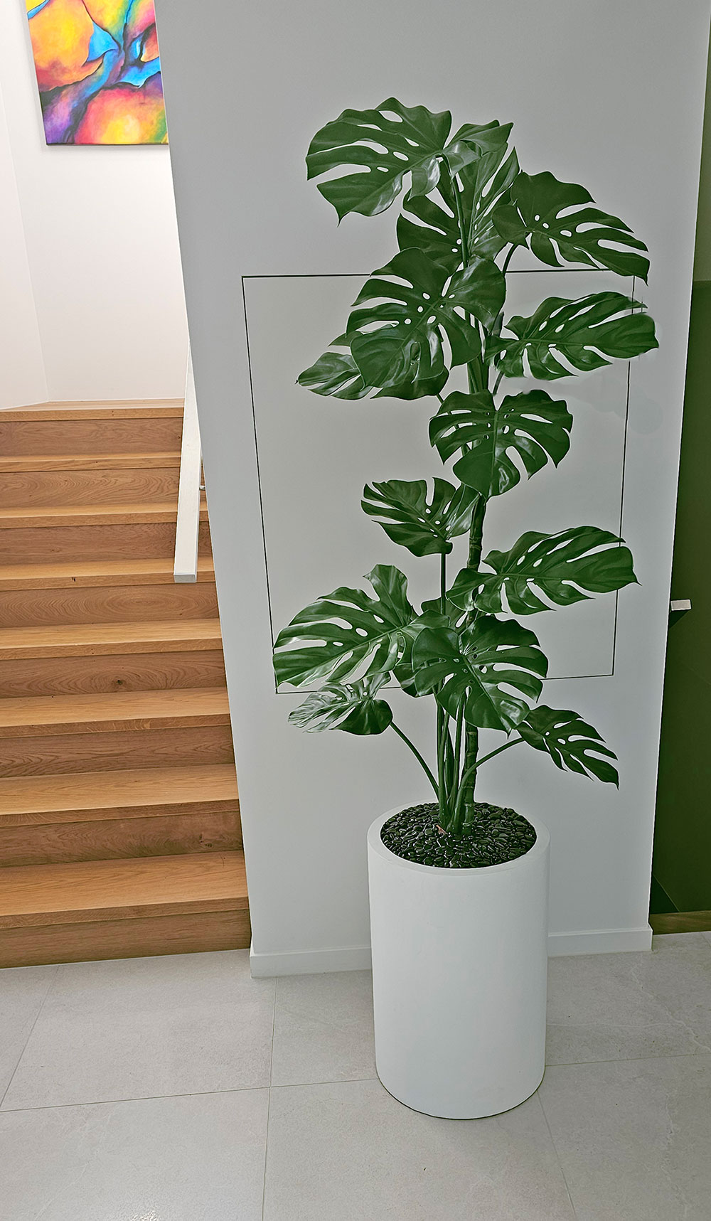 Monstera 'giant leaf' 1.6m