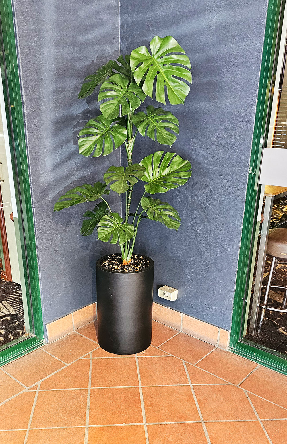 Monstera 'giant leaf' 1.4m