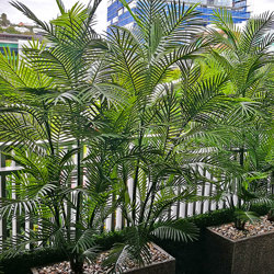 Cane Palm 1.8m deluxe*     UV-stable *extra bushy - artificial plants, flowers & trees - image 5