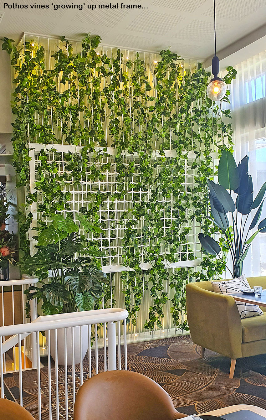 Trailing Vines - 1.8m Philo Garland [philodendron]