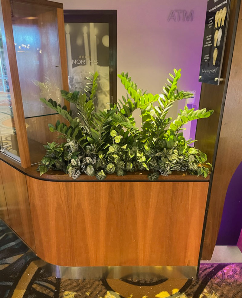Zanzibar Gem Plant 90cm
