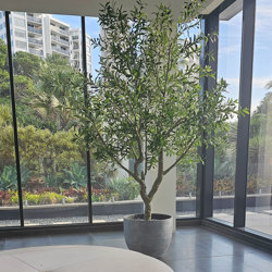 Giant Olive Tree- 2.7m tall - artificial plants, flowers & trees - image 2