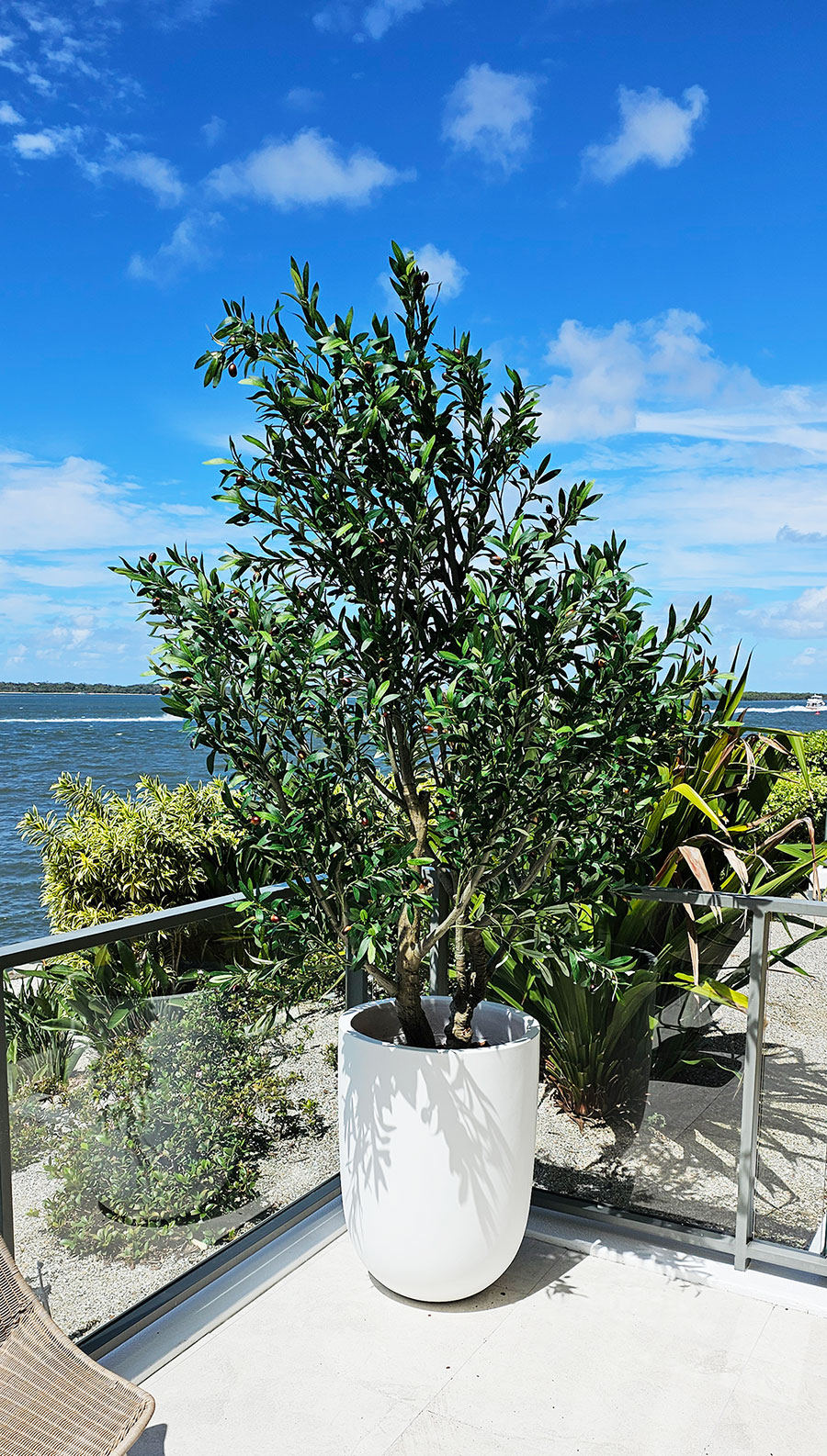Giant Olive Tree- 2.7m tall