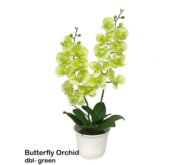 Artificial Butterfly Orchid Bowls- green