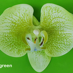 Artificial Butterfly Orchid Bowls- purple - artificial plants, flowers & trees - image 2