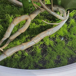 Artificial Butterfly Orchid Bowls- purple - artificial plants, flowers & trees - image 6