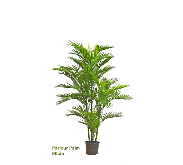 Parlour Palm UV 0.9m