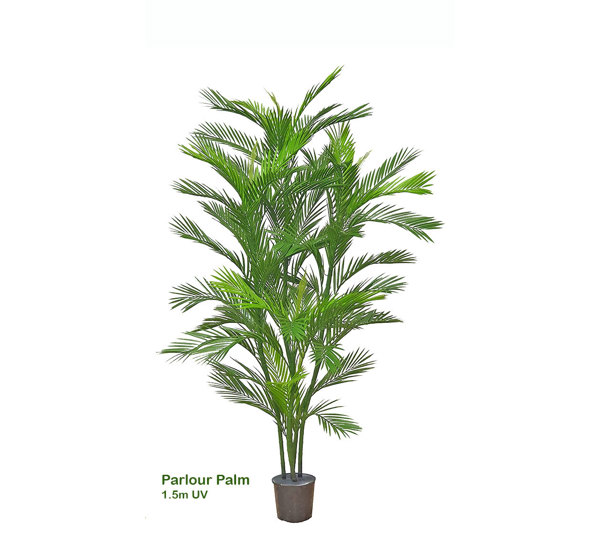 Parlour Palm UV 1.5m