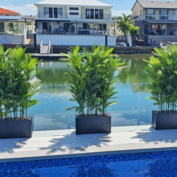 Trough Planters- with UV Parlour Palms 1.8m tall - artificial plants, flowers & trees - image 2