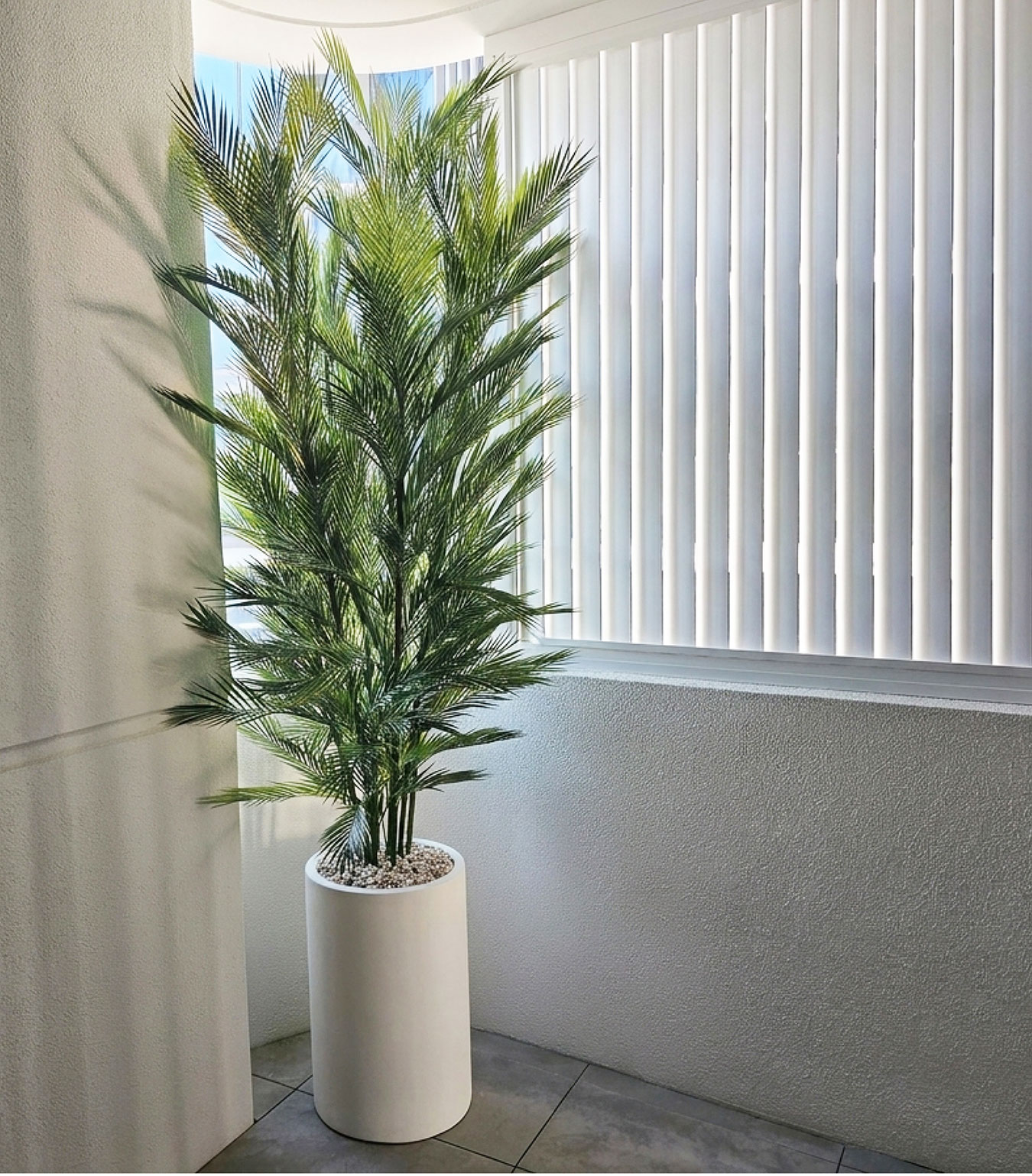 Parlour Palm for sun-tolerant balcony privacy